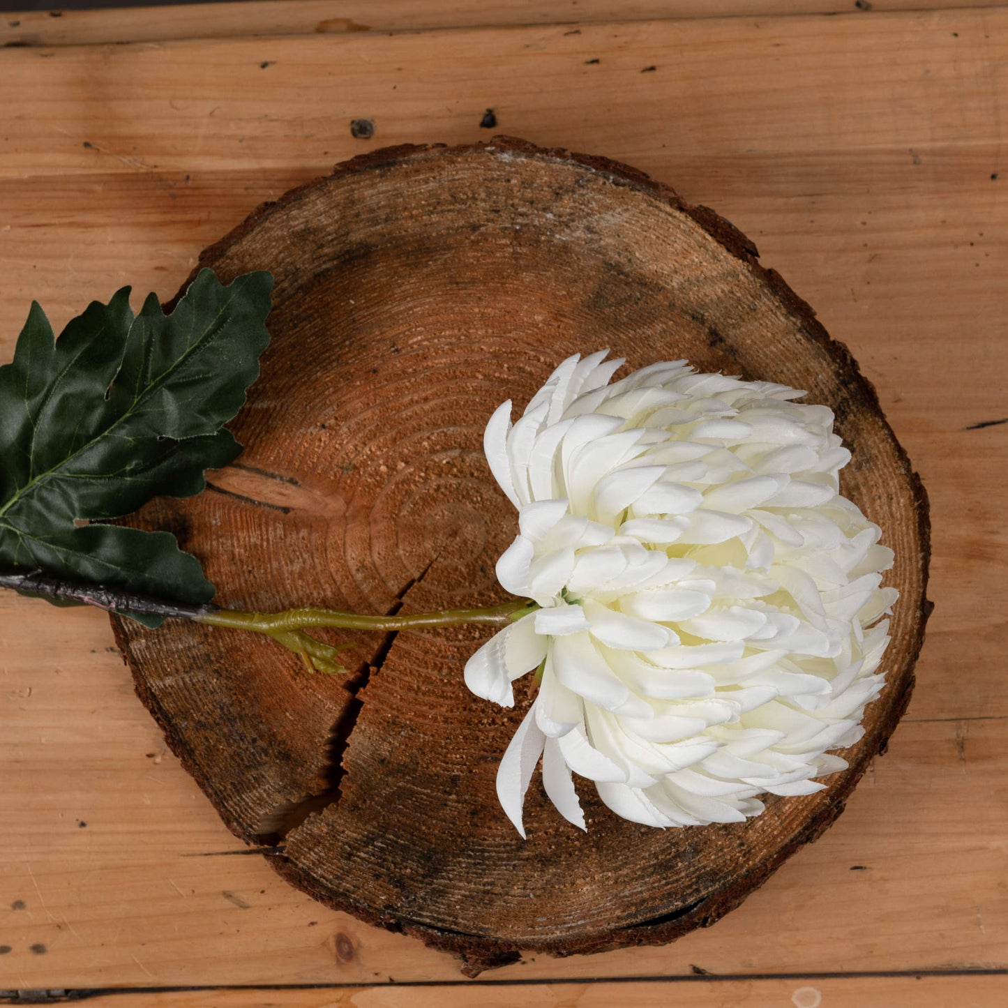 Large White Chrysanthemum