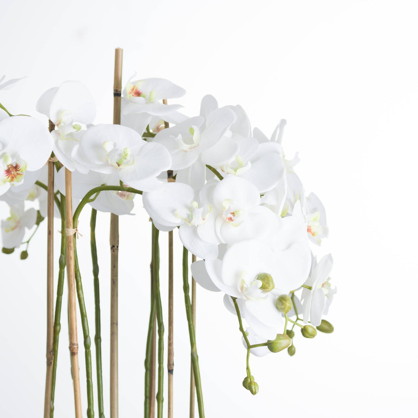 Large White Orchid In Glass Pot