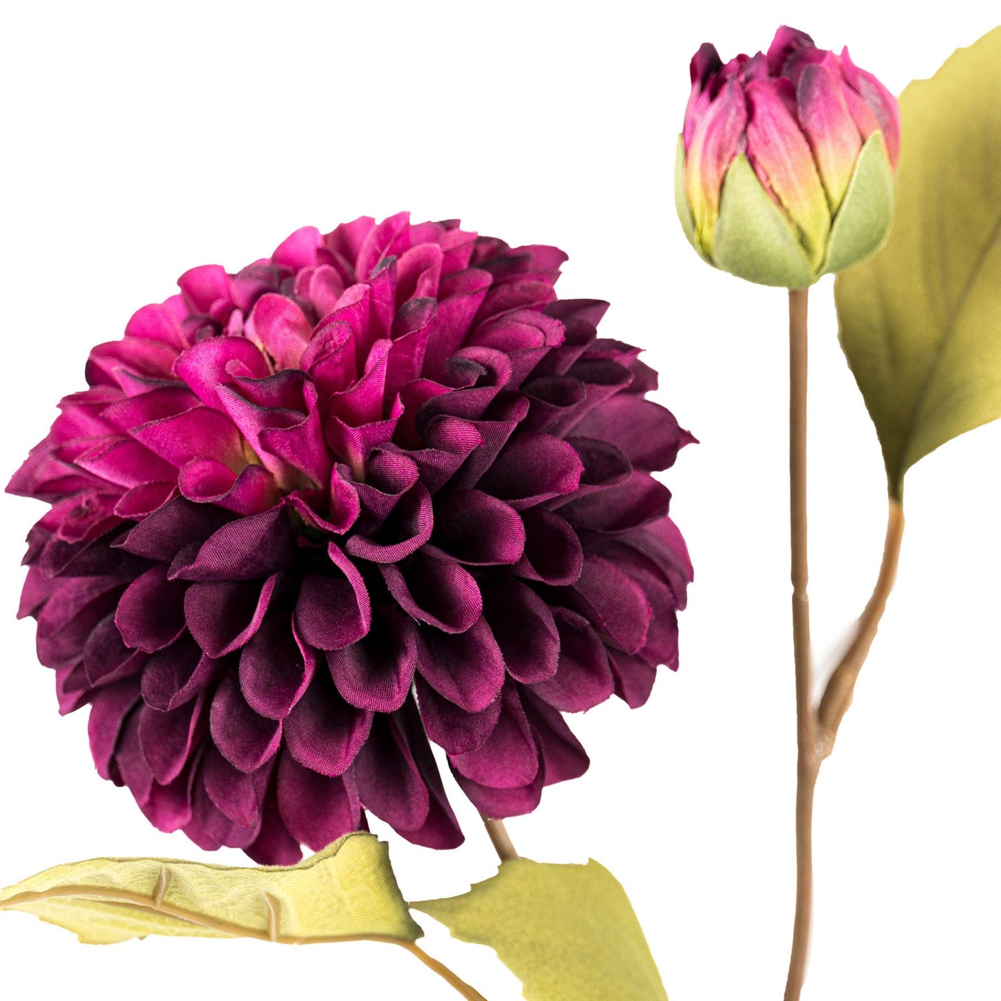 Deep Purple Dahlia Stem