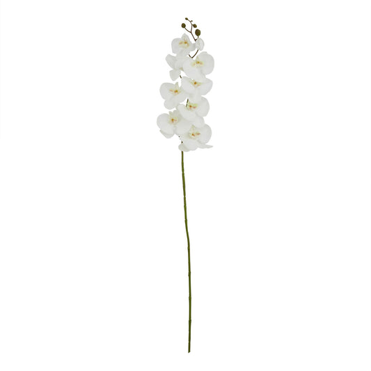 Tall White Butterfly Orchid Stem