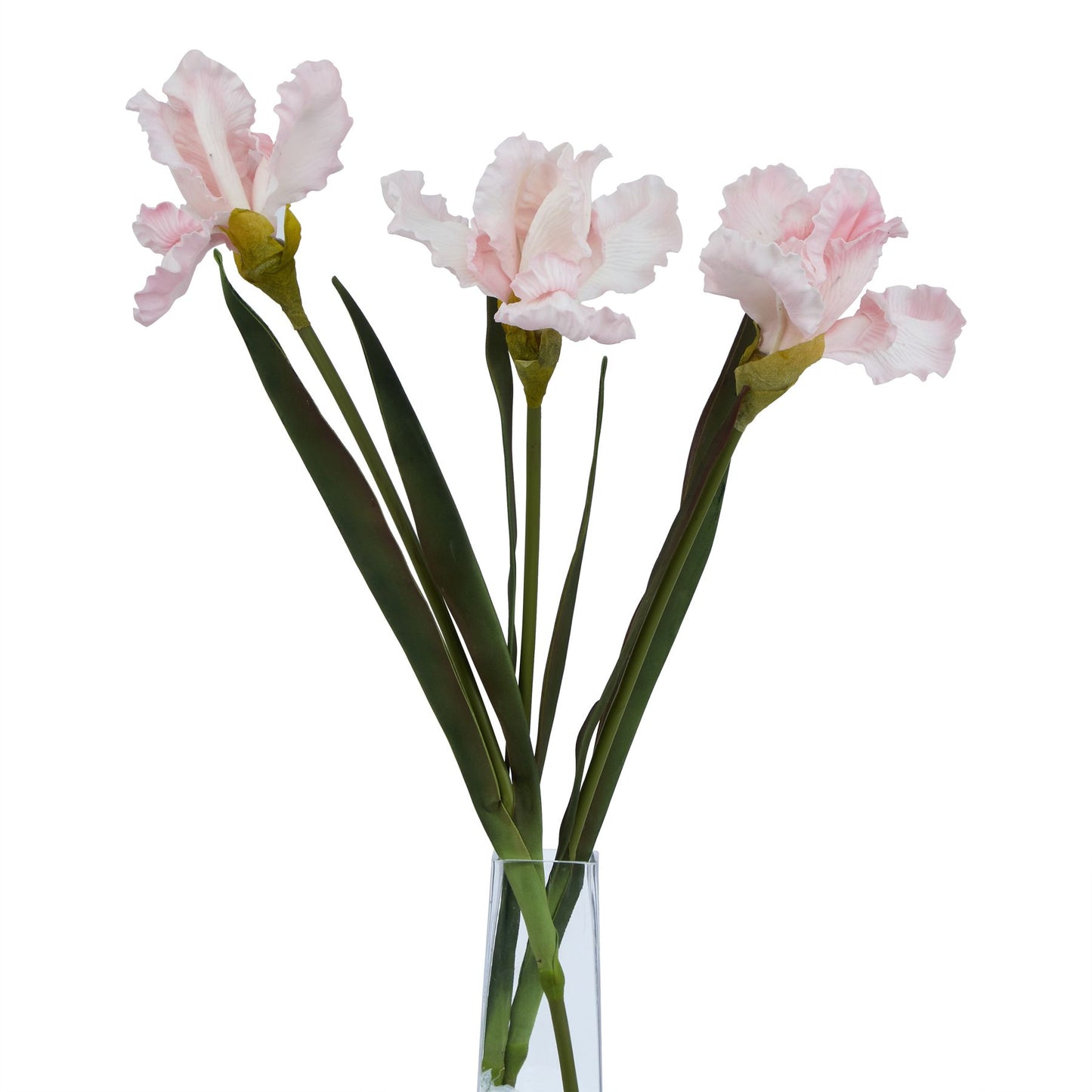 The Natural Garden Collection Pale Pink Fringed Iris